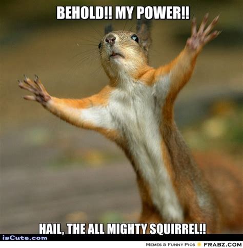 squirrel meme